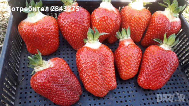 разсад ягоди, снимка 3 - Сортови семена и луковици - 30700037