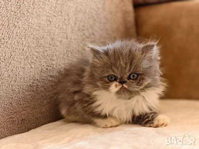 Персийски котенца, снимка 7 - Персийска - 56360279