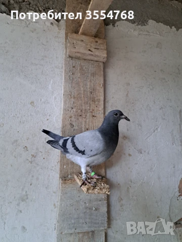 Продавам спортни гълъби , снимка 6 - Гълъби - 50760807