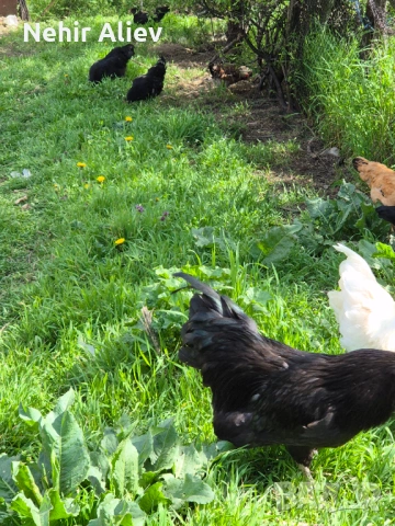 Продавам млади кокошки и петли, снимка 2 - Кокошки и пуйки - 54312488