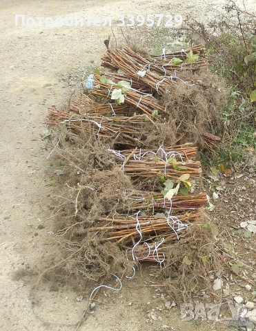 разсад за ягоди и малини записвам за март месец , снимка 14 - Разсади - 53264142