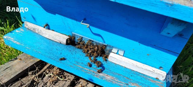 Полифлорен мед реколта 2023 г., снимка 7 - Пчелни продукти - 42170508