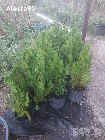 източна туя, снимка 5 - Разсади - 45492030
