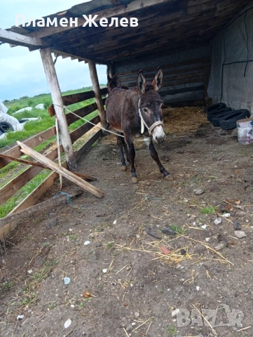 Продавам магарета, снимка 4 - Други - 54271006