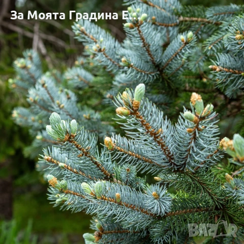 Сребрист Смърч, снимка 3 - Градински цветя и растения - 54020469