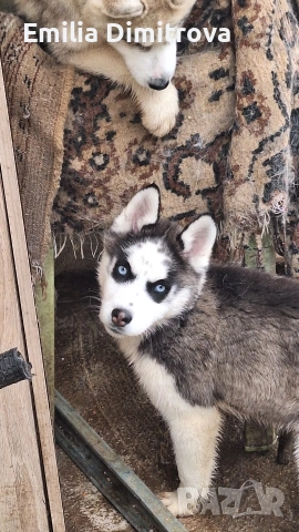 продавам Сибирски Хъскита и Аляски маламут на 3 месеца , снимка 3 - Хъски - 54155141