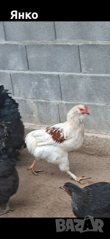 Петли Арауакана, снимка 2 - Кокошки и пуйки - 53940565