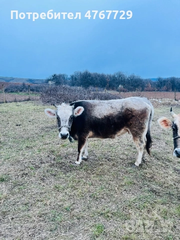 Yunitsi, снимка 2 - Крави - 53980183