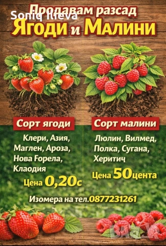 продавам разсад ягоди и малини 