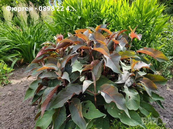 Хортензия aspera Hot Chocolate, снимка 5 - Разсади - 40532249