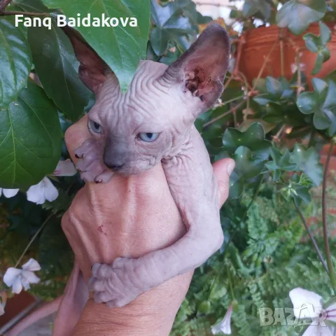 Котка порода сфинкс
