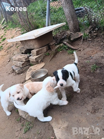 Кучета ,търсачи на трюфели