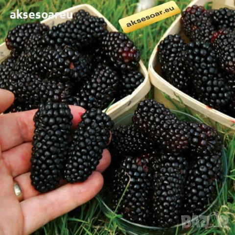 100 бр Висококачествени нови органични плодови семена от хранителна Къпина къпини антиоксидант , снимка 12 - Сортови семена и луковици - 49258332