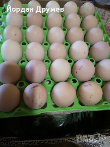 Яйца от австролорп, снимка 1