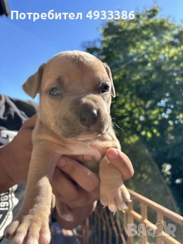 American Bully XL/Американско Були ХЛ, снимка 4 - Питбул - 56309405