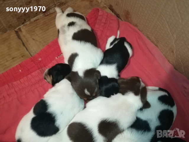 БЕБЕТА ДЖАК РЪСЕЛ 2309251834, снимка 12 - Джак ръсел териер - 51811325