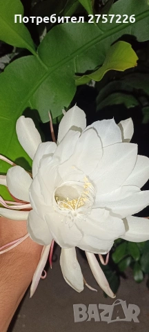 Epiphillym oxypetalum