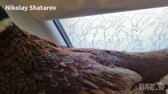 Трофеи. Фазан , снимка 5 - Други ценни предмети - 53911580