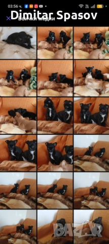 Мъжко и Женско Кученце Куче Мини Чихуахуа, снимка 13 - Чихуахуа - 54002011