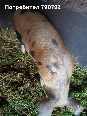 Женско прасе.