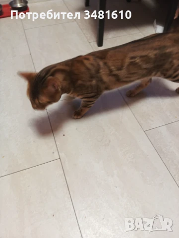 Котка, снимка 4 - За котки - 50569164