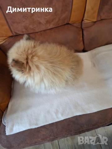 момче,ср.немски шпиц, снимка 5 - Шпиц - 54158472