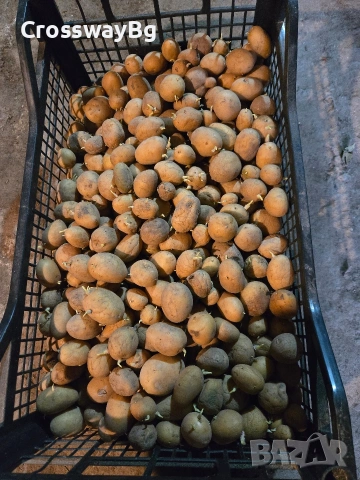 Картофи за семе, снимка 2 - Разсади - 53064069