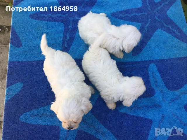 СУПЕР МИНИ МАЛТИЙСКА БОЛОНКА Доставка , снимка 3 - Болонка - 52098902