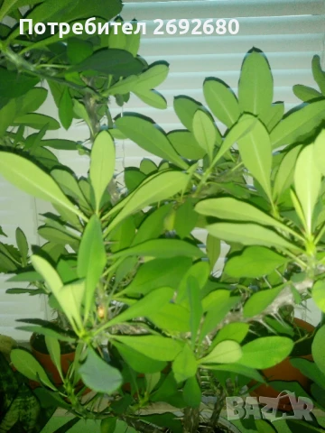 Христов венец/Исусов венец/цени в описанието , снимка 13 - Стайни растения - 48925731