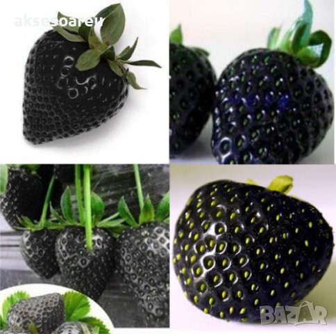 200 семена от плод черна ягода черни ягоди органични плодови ягодови семена от вкусни ягоди отлични , снимка 6 - Сортови семена и луковици - 37706890