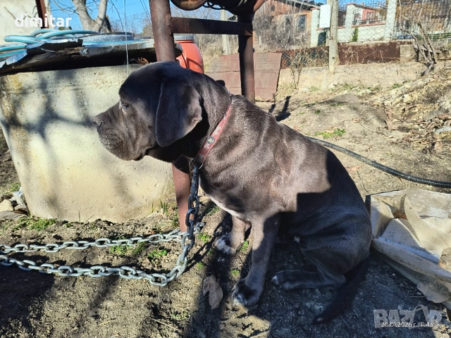 Продавам чистокръвни Кане Корсо , снимка 3 - Кане корсо - 54082936