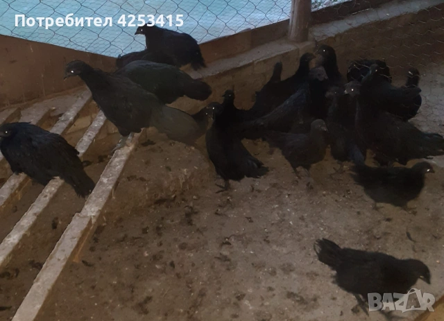 Аям Кемани на 2 и на 3 месеца , снимка 4 - други­ - 53878342