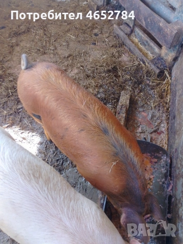 Мъшко 50 кила, снимка 3 - Прасета - 53899402