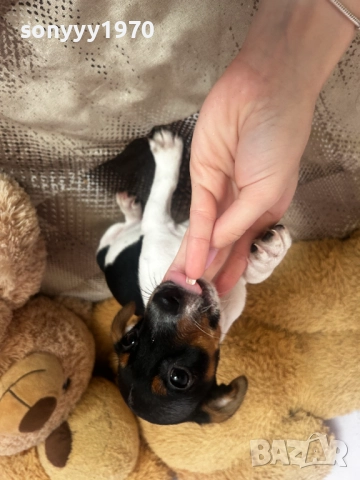 ДЖАК РЪСЕЛ ТЕРИЕР 2810250755, снимка 12 - Джак ръсел териер - 52206567