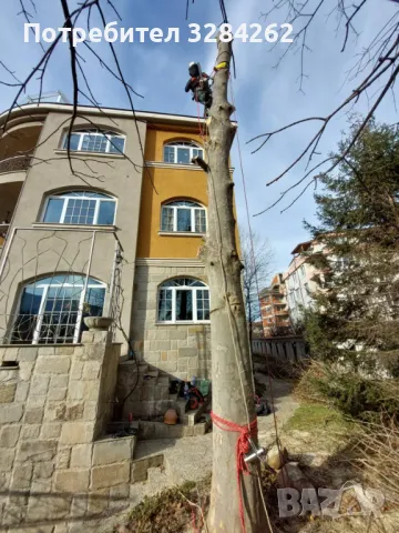 кастрим и оформяме дървете, режем опасни дървета арборист, снимка 2 - Други услуги - 47429461