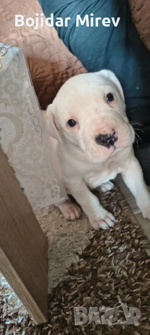 Дого Аржентино, снимка 12 - Дого аржентино - 53045596