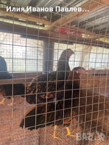 Яйца жълт легхорн и др, снимка 6 - други­ - 51701659