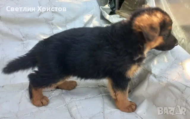 немски овчарки на 2 месеца, снимка 9 - Немска овчарка - 55872865