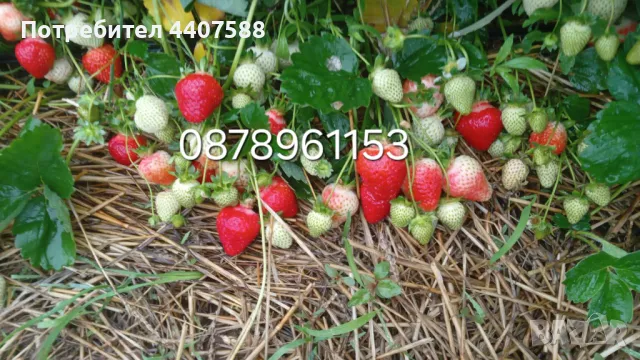 Разсад ягоди целогодишни , снимка 5 - Разсади - 49884414