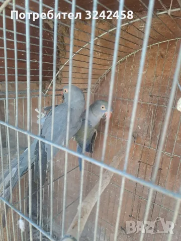 продавам малки александри, снимка 11 - Папагали - 55977726