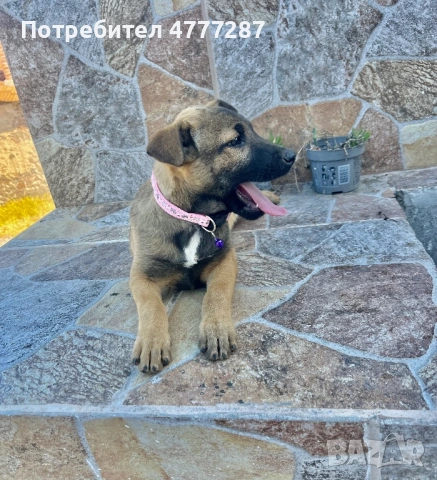 Кръстоска ….. белгийска Малиноа Последно женско, снимка 5 - Белгийска овчарка - 54312553