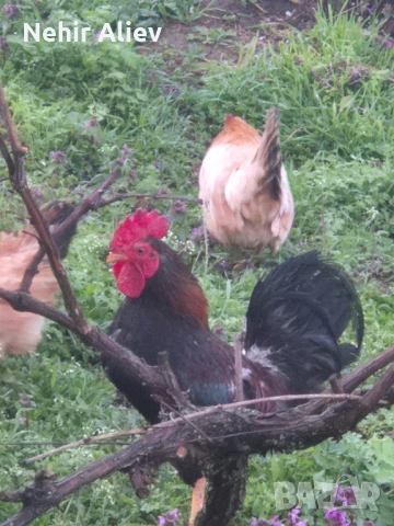 Продавам млади кокошки и петли, снимка 2 - Кокошки и пуйки - 54312526