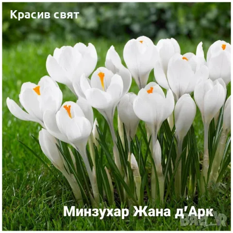 Луковици на  5 сорта минзухари, снимка 3 - Градински цветя и растения - 56329469
