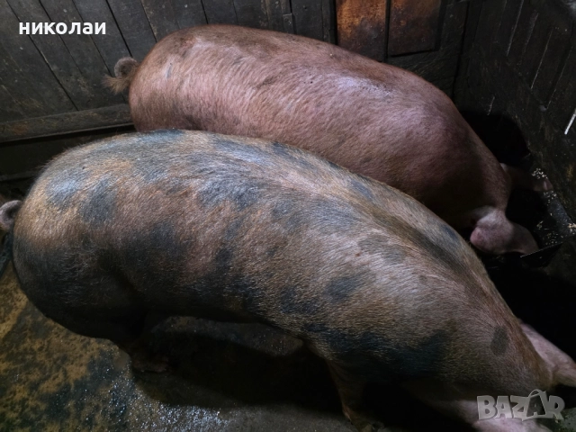 Продавам големи угоени прасета за коледа