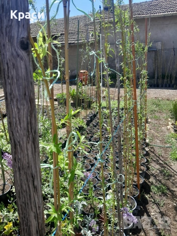 Плачеща върба