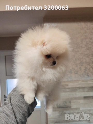 Померан мини женско , снимка 8 - Померан - 53378760