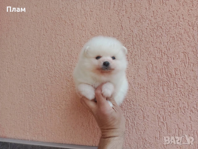 Бели Померани., снимка 6 - Померан - 54100293