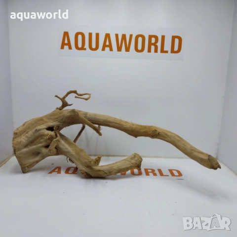 Корен Азалия 13