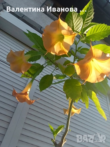комплект 3 бр ангелски тромпет , снимка 6 - Стайни растения - 52983131