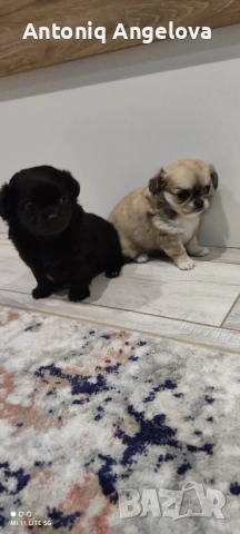 две момиченца , снимка 9 - Чихуахуа - 52869346